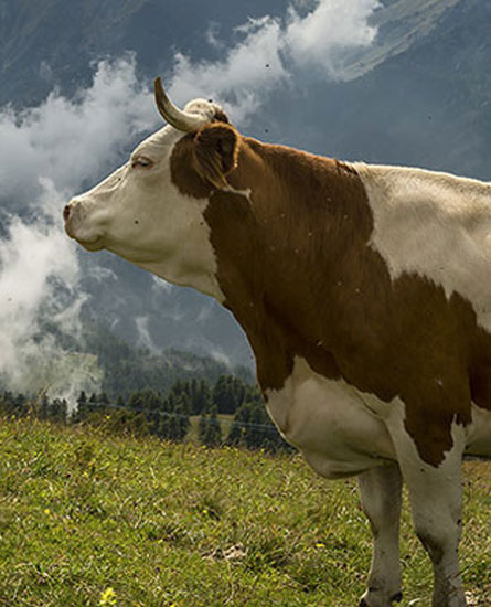 Terapia mastite bovina da stafilococchi