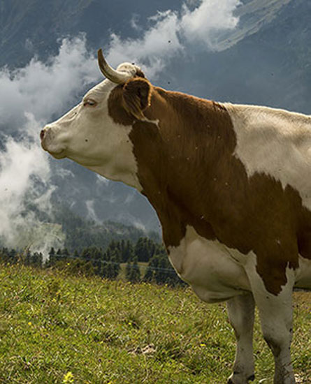 Terapia mastite bovina da streptococchi