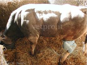 Tibial fracture (Piedmontese bull)