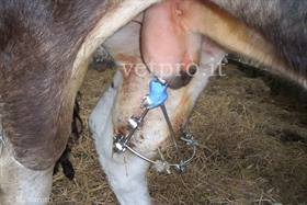 Tibial fracture (Piedmontese bull)