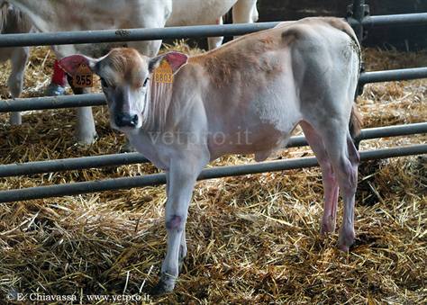 La dislocazione abomasale destra può anche colpire vitelli di giovane età, sia vitelli da carne che da latte, sia maschi che femmine!