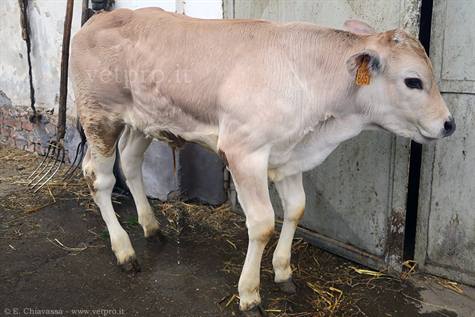 Poliartrite infiammatoria asettica in un vitello 