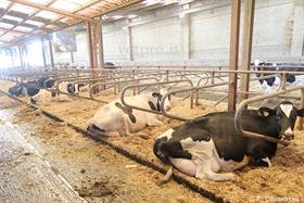 Evaluate the berths for dairy cows