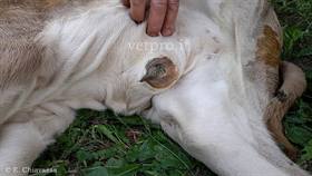 Onfaloarterite e infezione uraco (vitello Garonnese)