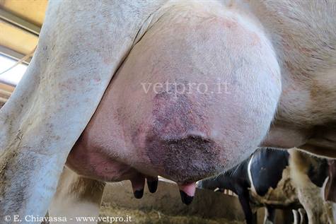 Milk Quality - Mastitis