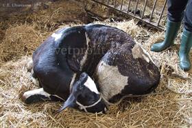 Listeriosi bovina