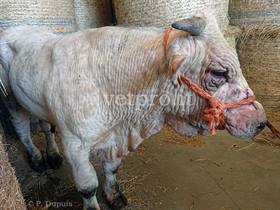 Besnoitiosi bovina