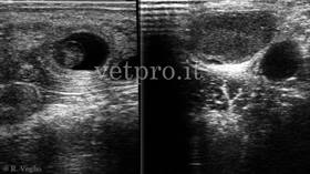 Diagnosi di gravidanza 32 gg; corpo luteo corrispondente