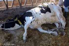 Frattura metacarpo vacca Frisona
