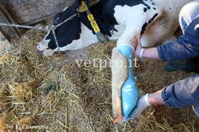 Frattura metacarpo vacca Frisona