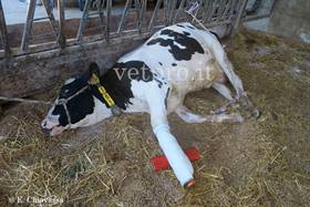Frattura metacarpo vacca Frisona