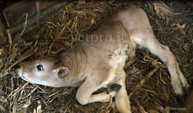 Meningiti/Meningo-encefaliti (vitelli)