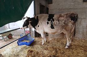 Paresi metabolica al 6° mese gravidanza (Frisona)