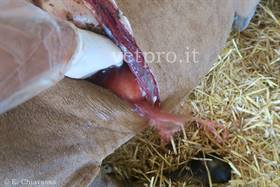 Caso clinico 13: una paresi anomala