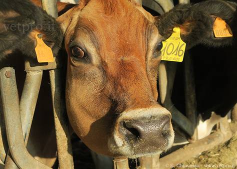 Actinomicosi: tre nuovi casi clinici!