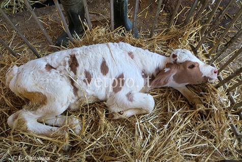 Quale fluidoterapia nei vitelli neonati?