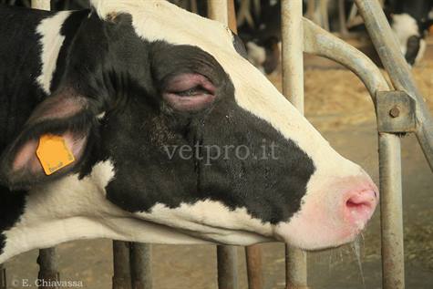 Anaphylactic shock (Friesian cow)