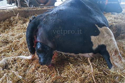 Approccio all'intervento ostetrico nella vacca