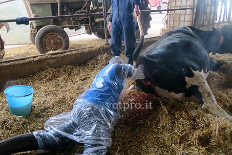 Bovine dystocia and obstetrical procedures