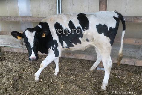 Radial paralysis (Friesian heifer)