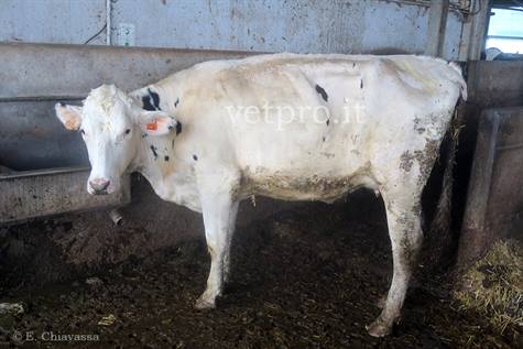 Un interessante caso clinico, dal singolo animale alla mandria!