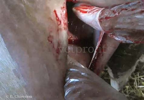 Cesareo bovina: manualità utero malposizionato