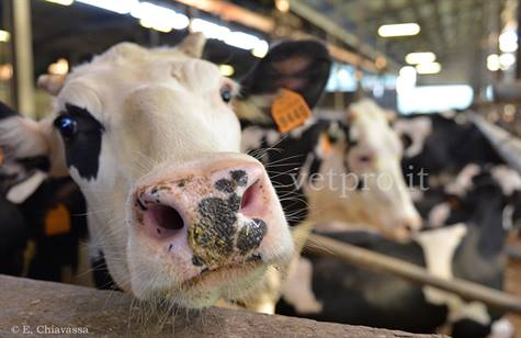 Uso prudente dell'antibiotico... nella lotta all'antibioticoresistenza!