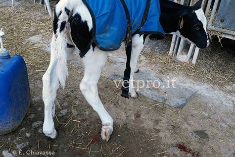 Peroneal nerve paralysis (Friesian calf)