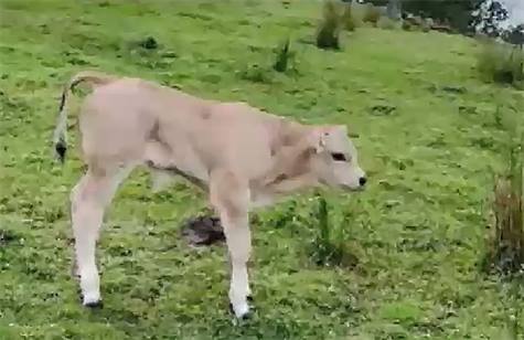 Tetania da erba vitelli Piemontesi (ipomagnesiemia)