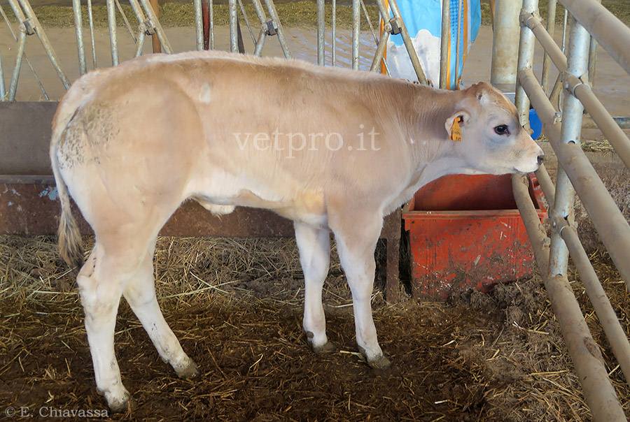 white muscle disease enzootic muscle dystrophy white muscle disease