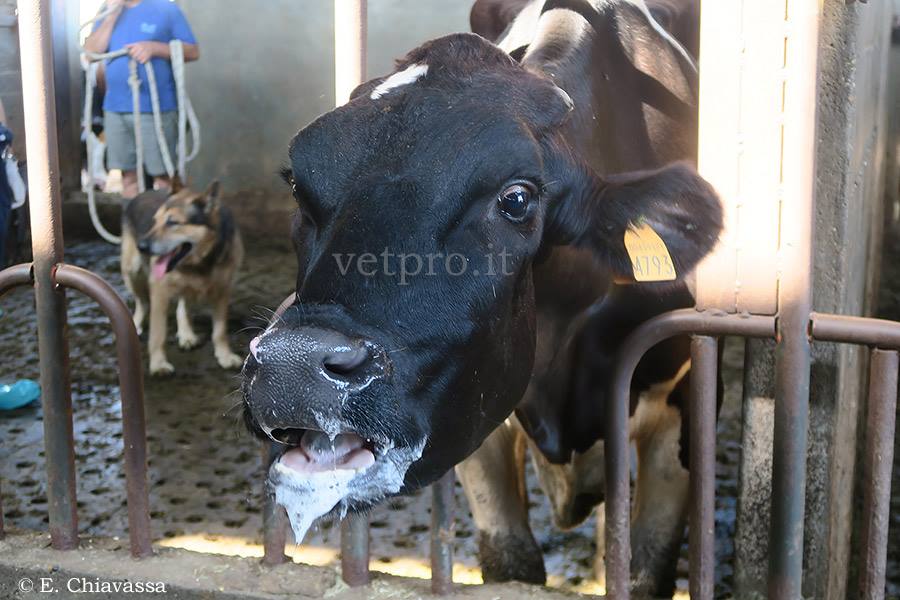 Rinotracheite infettiva bovina (IBR) caso clinico