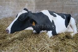 The metabolic imbalances of a post-partum cow, with three serious concomitant...