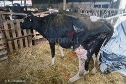 Una vacca in acidosi respiratoria e minerale