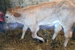 Una grave infezione ombelicale all'origine di una poliartrite cronica: una...