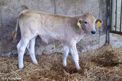Diagnosis of renal failure and uremic poisoning (Chianino calf)