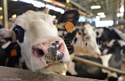 Uso prudente dell'antibiotico... nella lotta all'antibioticoresistenza!