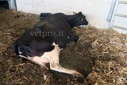 A new clinical case: "The cow doesn't get up again!"