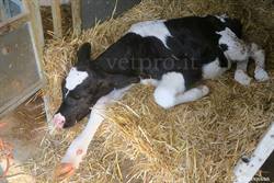 Setticemia da E. Coli in un vitella Frisona neonata...
