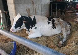 Metabolic paresis at 6 months of pregnancy (Friesian)