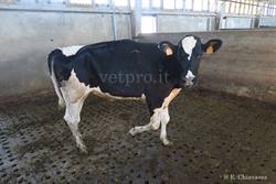 Lesione iatrogena del plesso brachiale (manza Frisona)