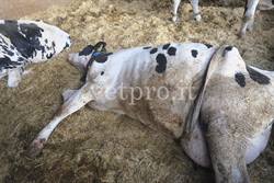 Un nuovo caso clinico di interesse prognostico... 