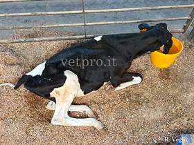 Clinical case 15: " There's a very sick heifer!"