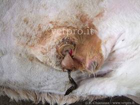 Patent Urachus, urachal inflammation (Piedmontese Calf)