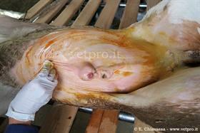 Omphaloarteritis (Piedmontese male calf, 25 days old)