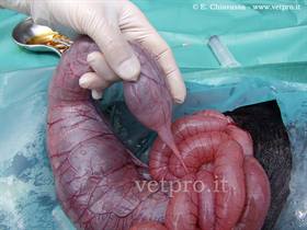 Intestine: atresia, aplasia