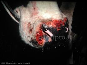 Rinotracheite infettiva bovina (IBR): "musello rosso"