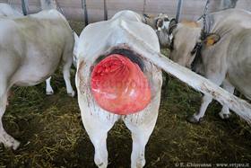 Bovine vaginal prolapse