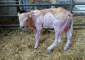 Caso clinico 5: "Il vitello trascina un arto e fatica a camminare"