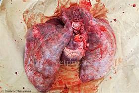 Respiratory System: BRSV