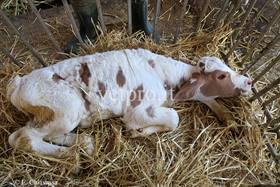 Enterite neonatale vitello Montbéliard: caso clinico